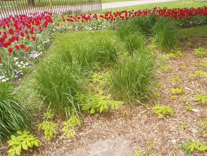 bois raméal fragmenté (BTF) en jardin public