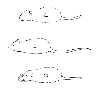 Élimination d'odeurs de rats, rongeurs ou carnassiers morts