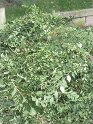 taille de haie à broyer pour composter