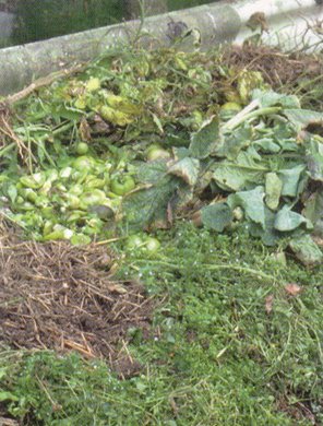 fanes de légumes à composter