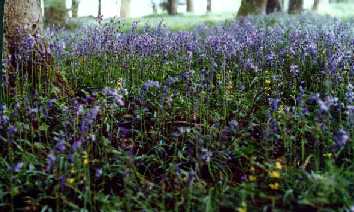 jacinthes.jpg (70250 octets)