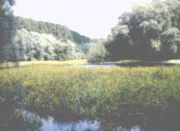 wpeF.gif (31111 octets)