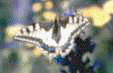 wpe6.gif (8487 octets)